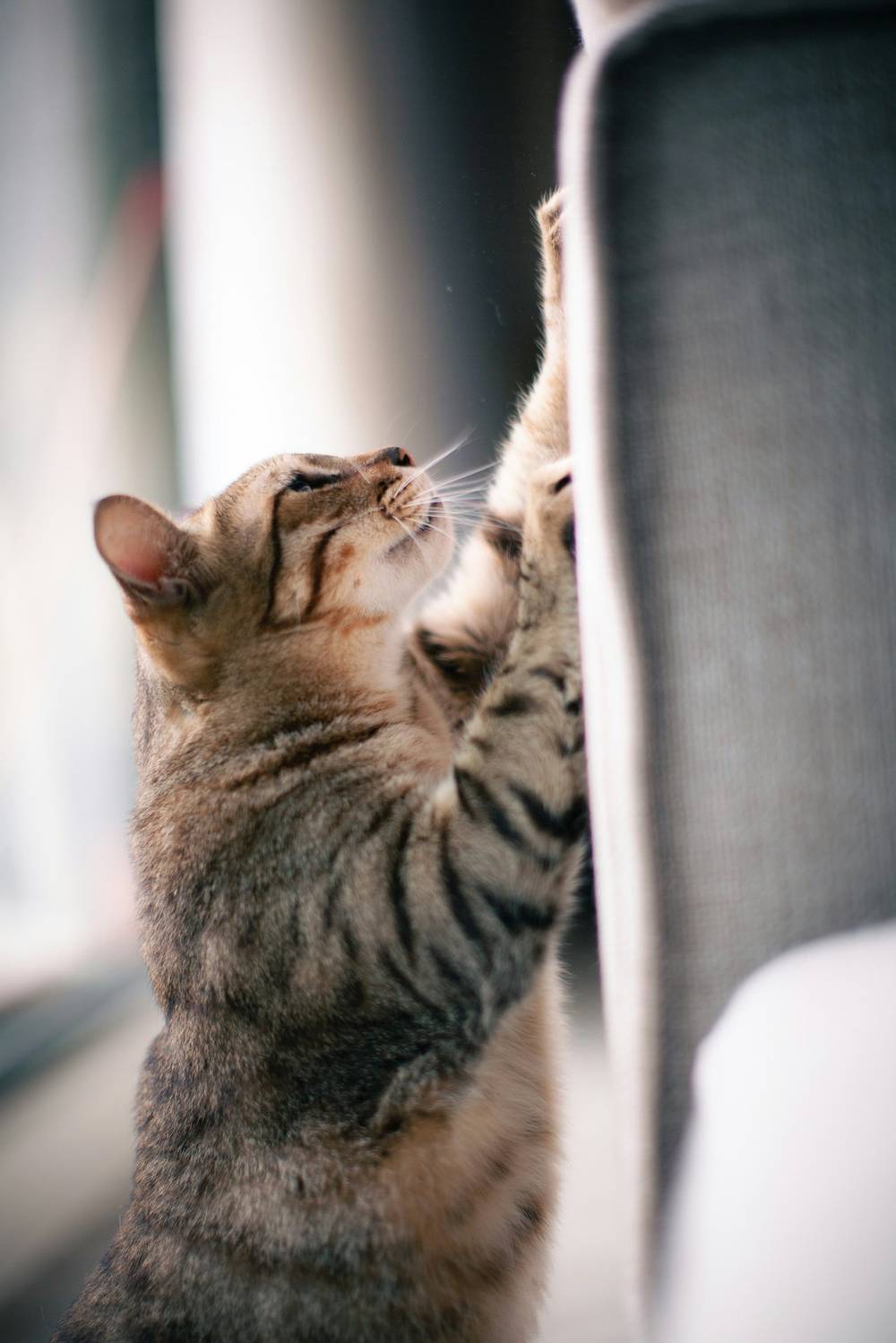 Кіт у домашньому середовищі поруч із когтеточкою