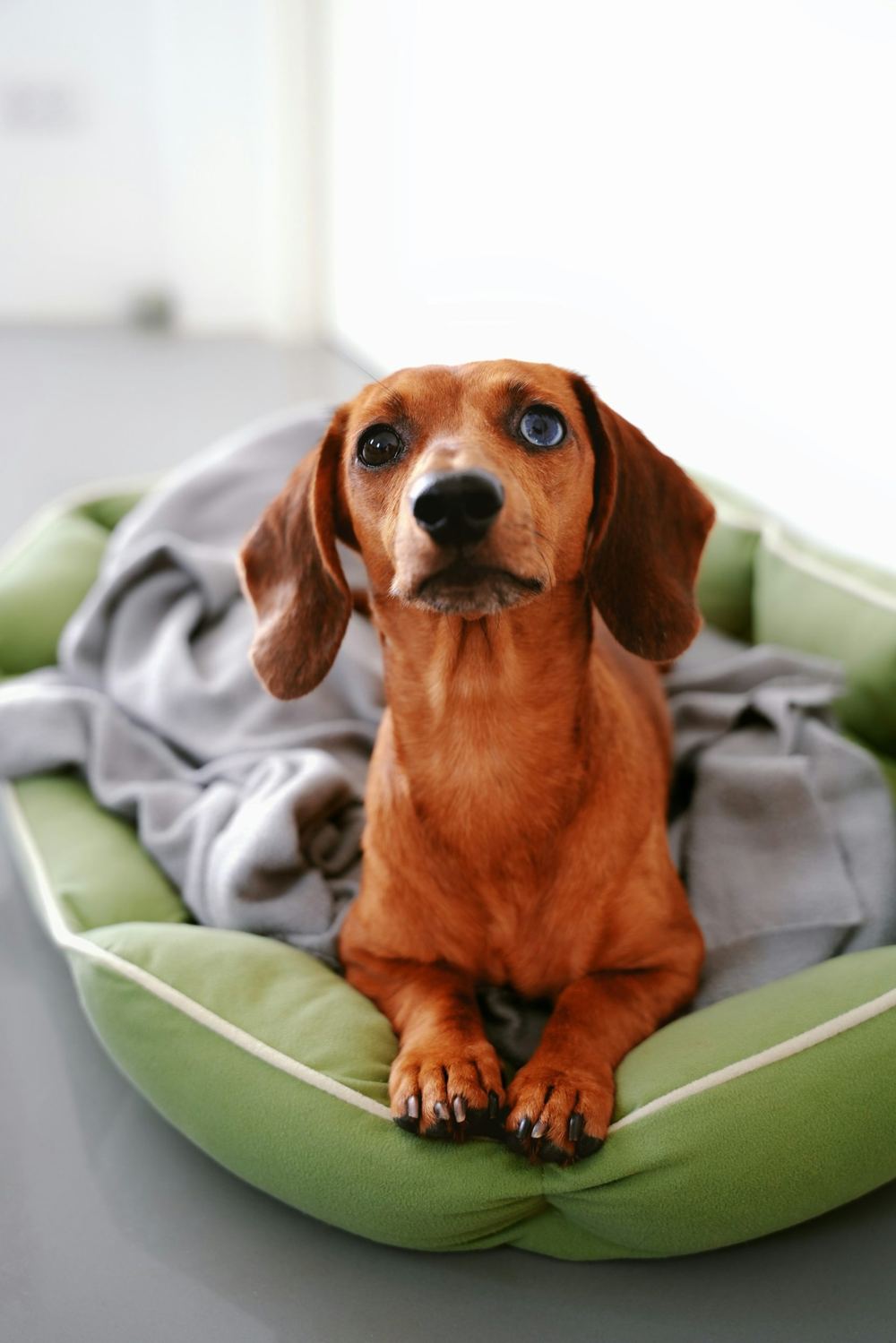 Собака на лежанці або біля лежанки, де добре видно місце відпочинку