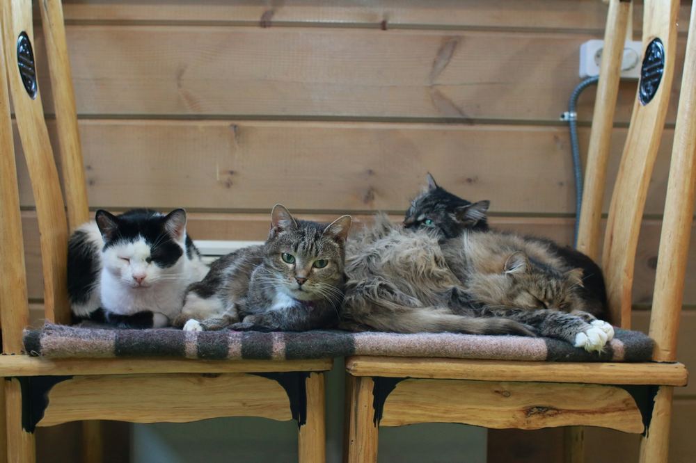 Три коти лежать на стільцях у домашньому середовищі