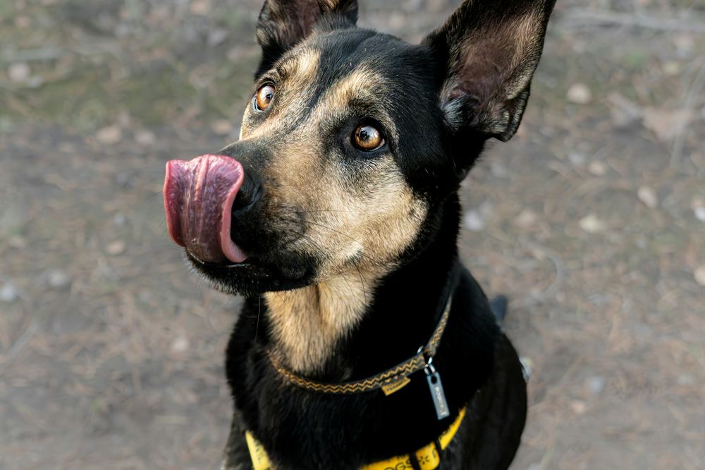 Собака в домашньому середовищі — контроль режиму годування