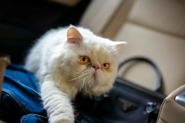 Що робити з домашнім улюбленцем під час відпустки