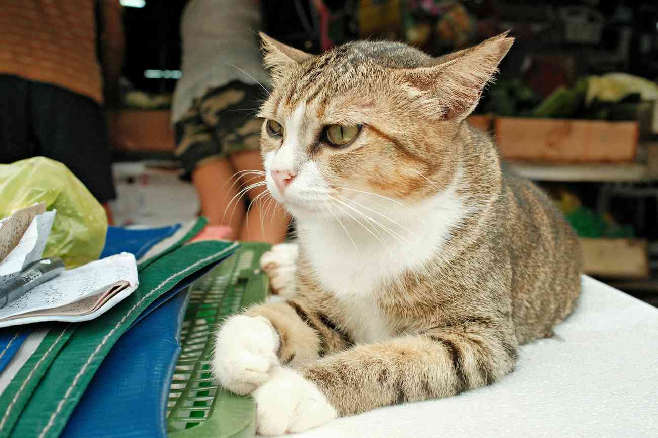 Знайомі речі та звичний побут допомагають тварині легше переносити розлуку