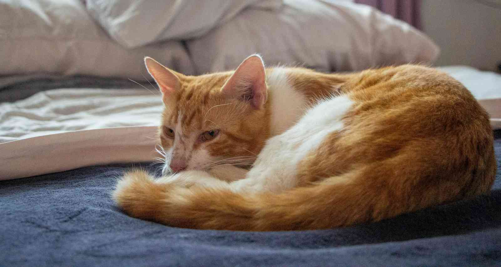 Спокій тварини часто залежить від передбачуваного режиму і мінімуму різких змін