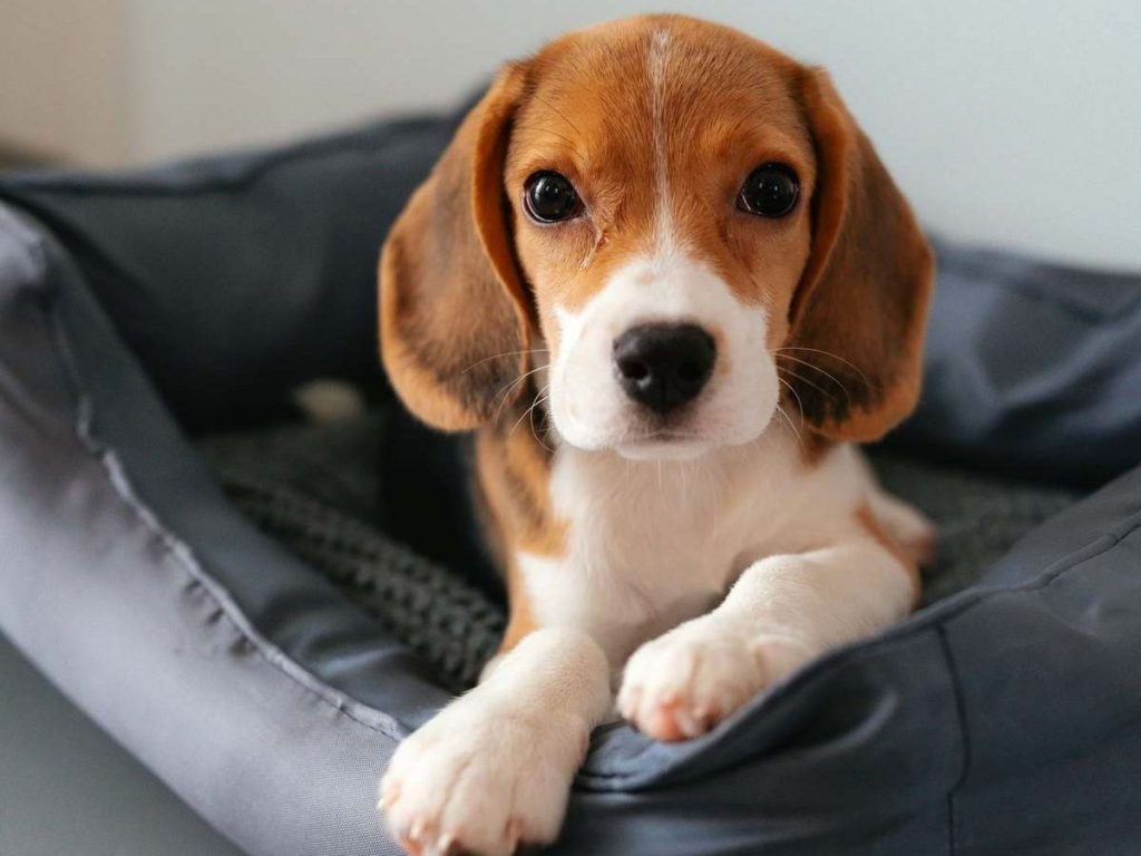 Собака лежить на лежанці в домашньому середовищі