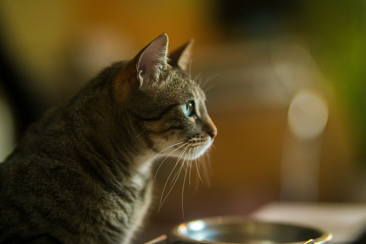 Миски для собак і котів