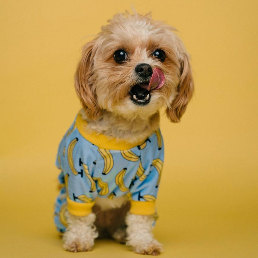 Собака поруч із вологим кормом або мискою