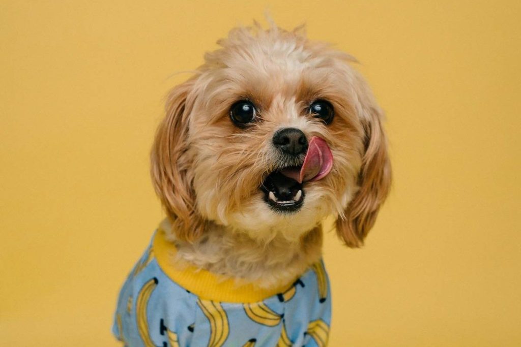 Собака поруч із вологим кормом або мискою