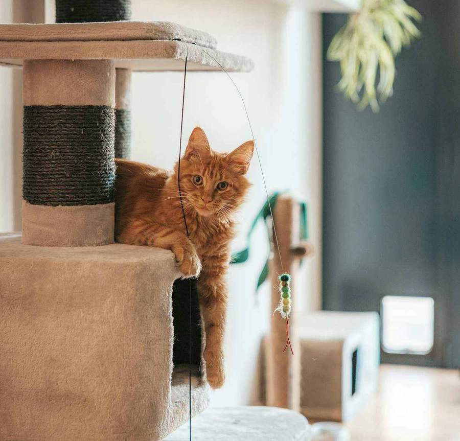 Когтеточка для кота
