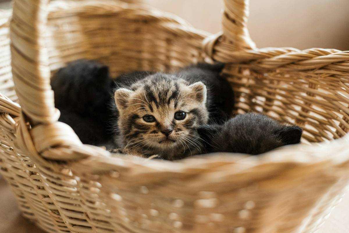 Що потрібно для кошеняти